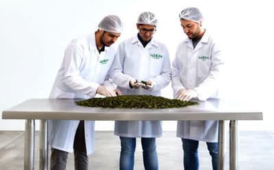 فريق الجودة